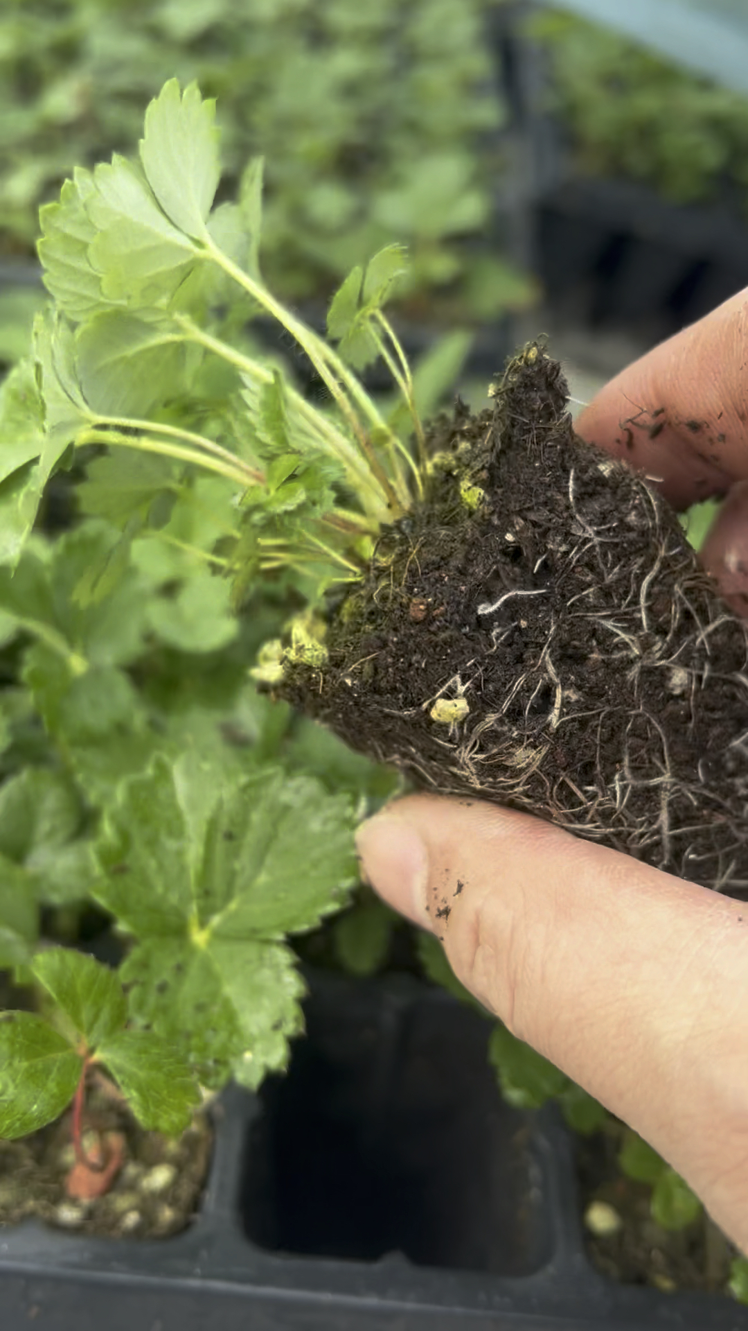 隋珠香野草莓苗原原种苗,没有育苗插,通过脱du组培繁育的