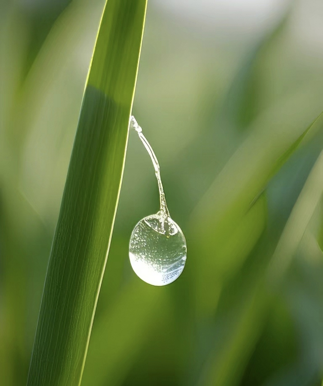 清晨的露珠, 宛如大自然的精灵, 在草叶上跳跃, 闪耀着晶莹的光芒.