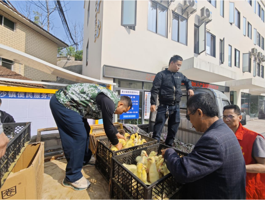 宜宾市南溪区黄沙镇:助农扶残促振兴 小鹅苗发出大爱心