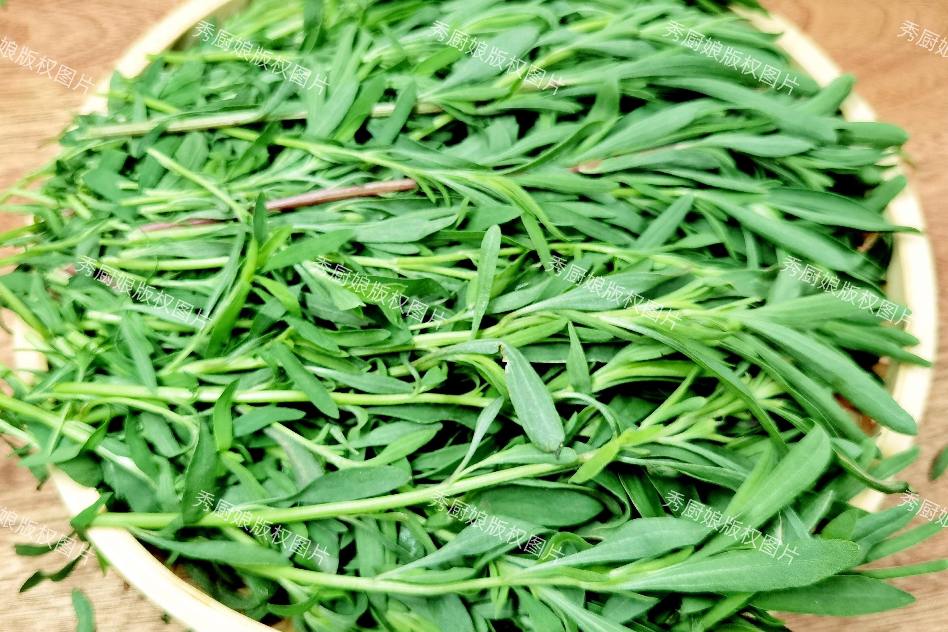 春天是野菜盛产的季节,其中被忽略的扫帚菜是一种营养丰富,用途多样的