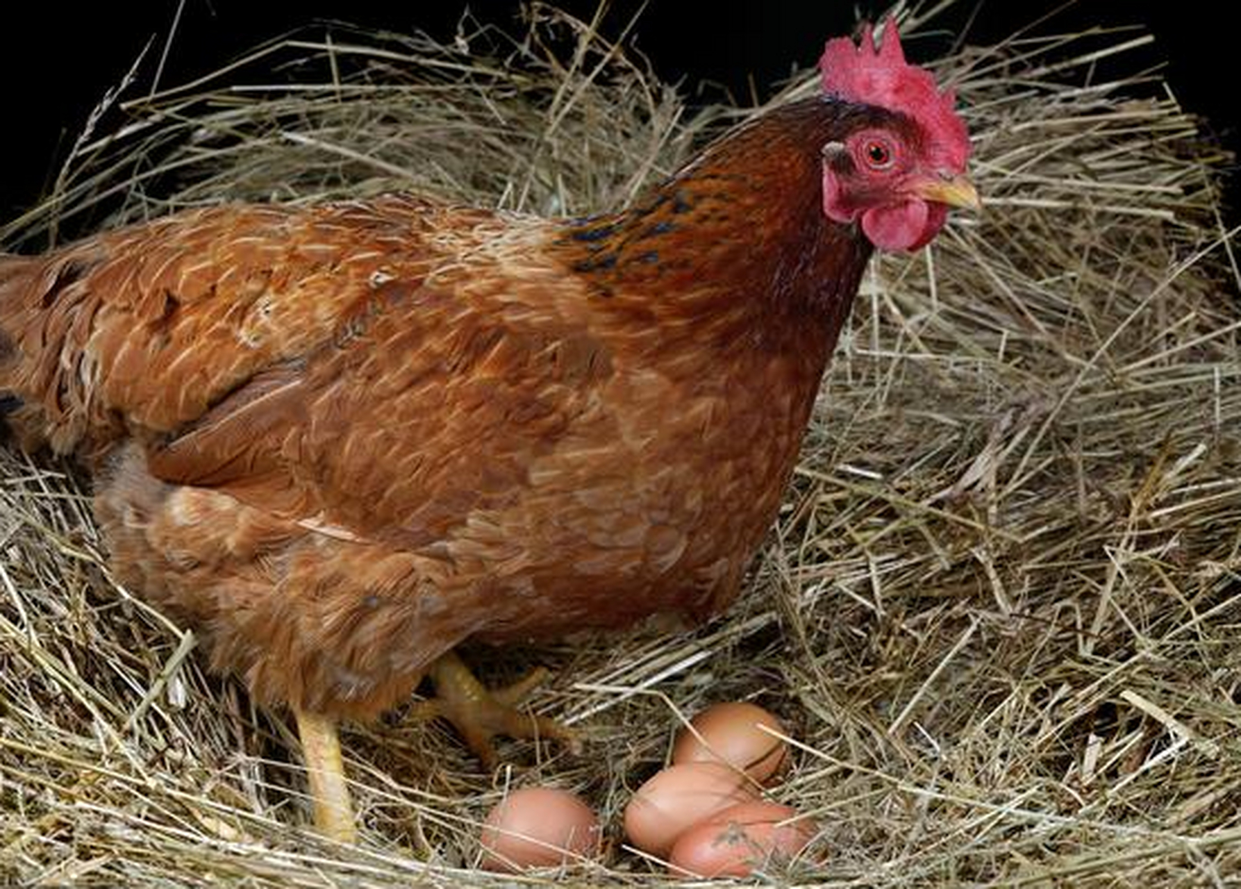 关注养殖知识技术可帮助解决问题.[原文:蛋鸡下特小蛋怎么回事