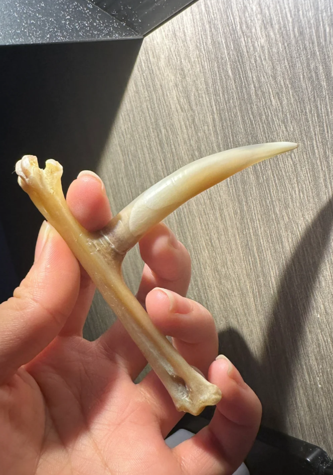 万物皆可盘,冷门文玩"鸡爪骨",玉化后的效果,也太美了!