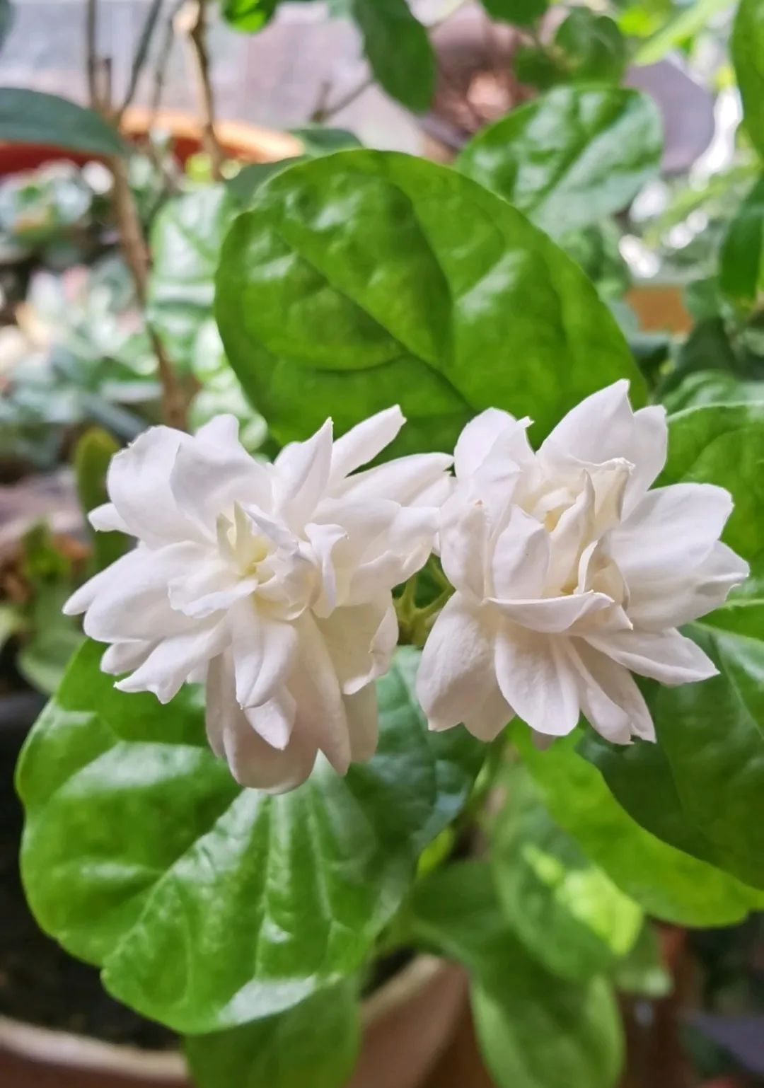 5种常见的茉莉品种图鉴,最后一种太难养,新手不建议  1,笔尖茉莉 笔尖