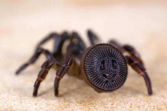 螳螂霸天异形:惊现新时代