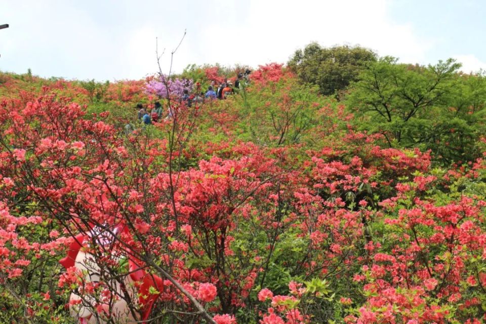 浏阳大围山森林公园杜鹃花节盛大开幕!