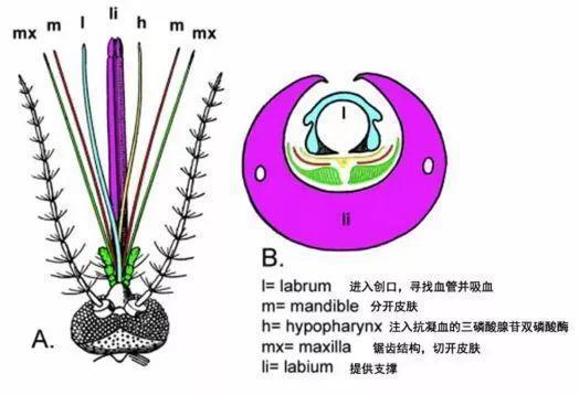 紫色蚊子图片