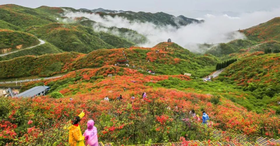 浏阳大围山森林公园杜鹃花节盛大开幕!