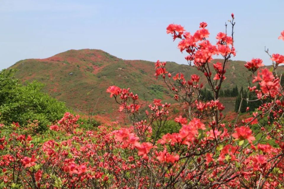 浏阳大围山森林公园杜鹃花节盛大开幕!