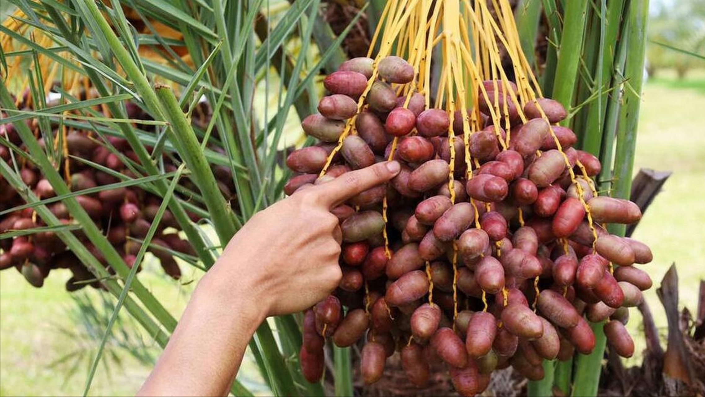 从风靡到消失,伊拉克蜜枣见证了中国市场变迁史!