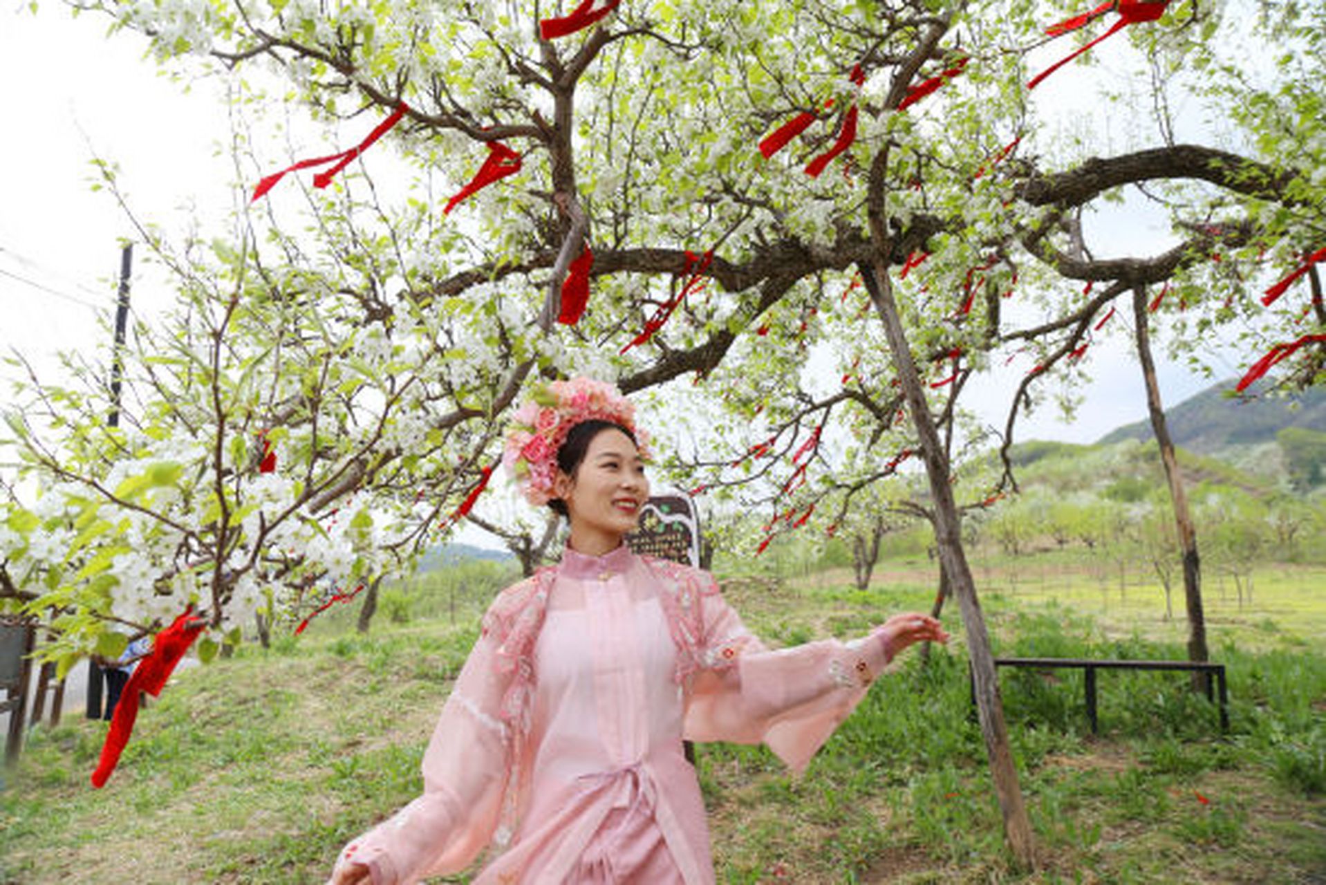 【春到梨花谷 抚顺县"赏花经济"持续升温】 4月26日上午,春风煦暖