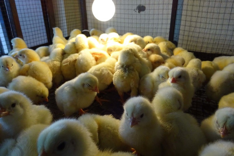 加强管理,预防恶癖,防止聚堆挤压,以保障雏鸡健康成长.