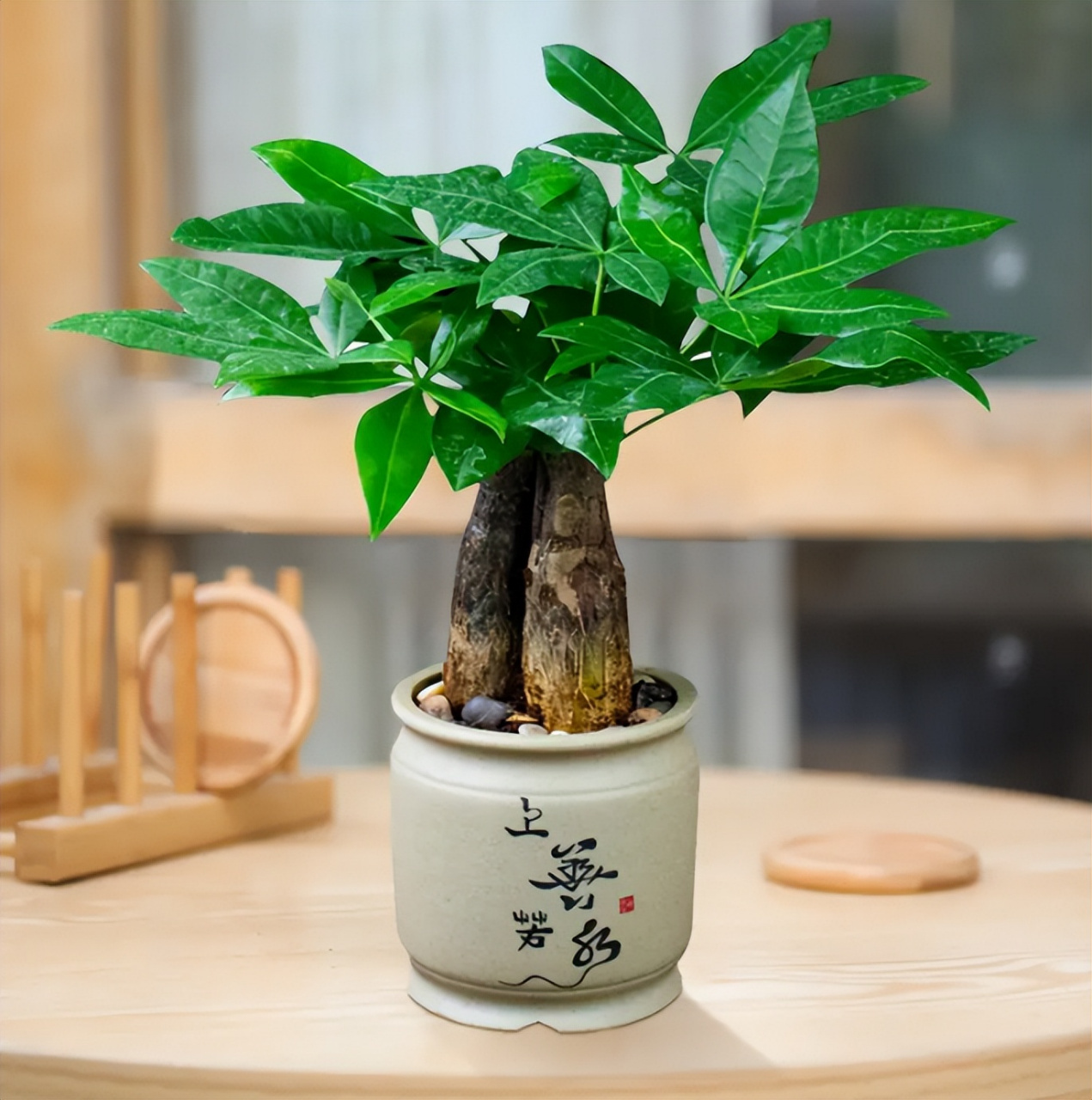 发财树是家庭和办公室常见的观叶植物.