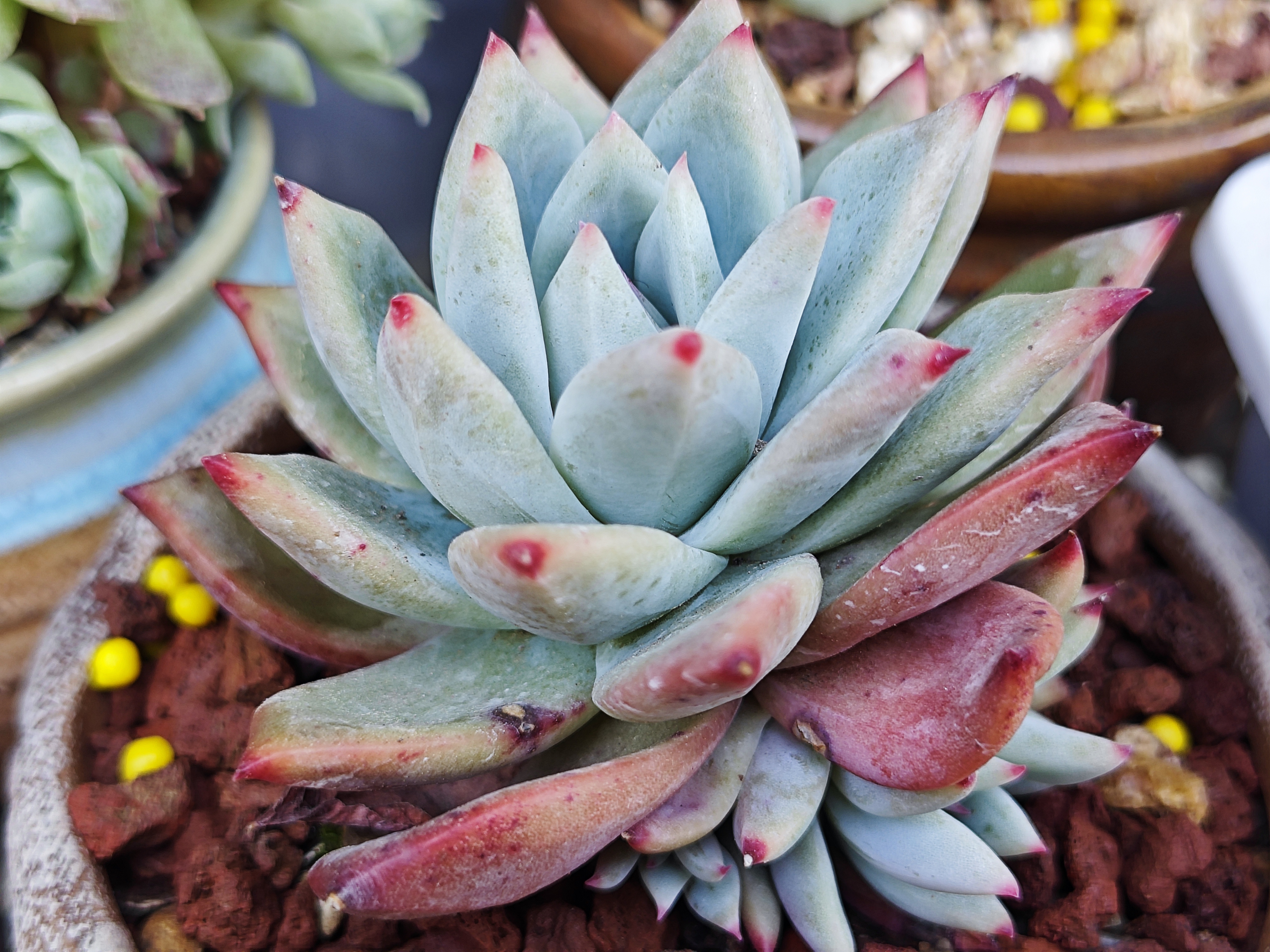 春天是法师的主场,川西北丘区的暮春时节,温度已经上了三十度,法师