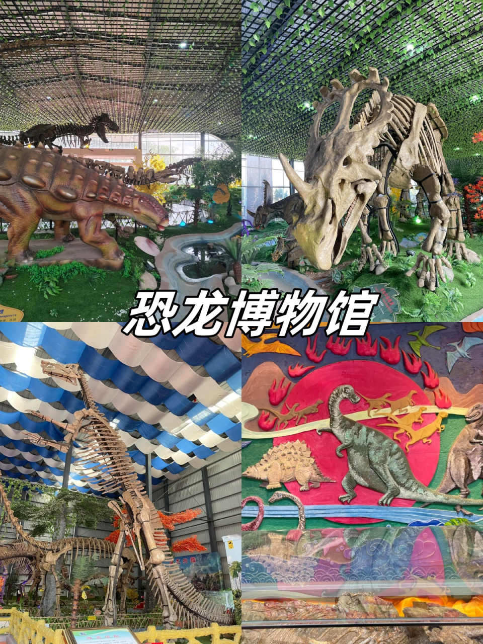 诸城恐龙博物馆门票,带你领略不一样的风景!