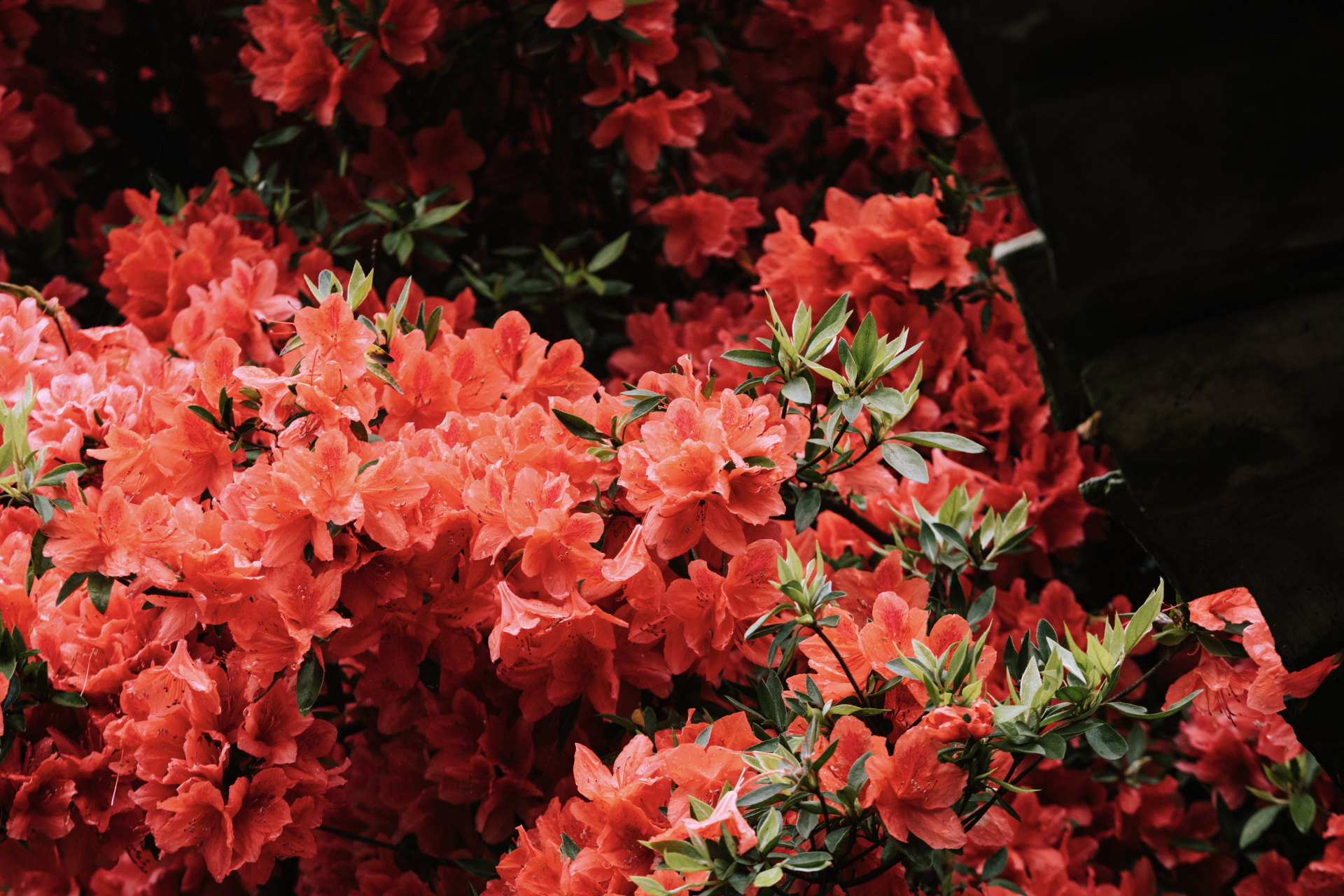 花友张女士外婆家门前,有一棵已经30岁的杜鹃花,花开年年立门前,一树