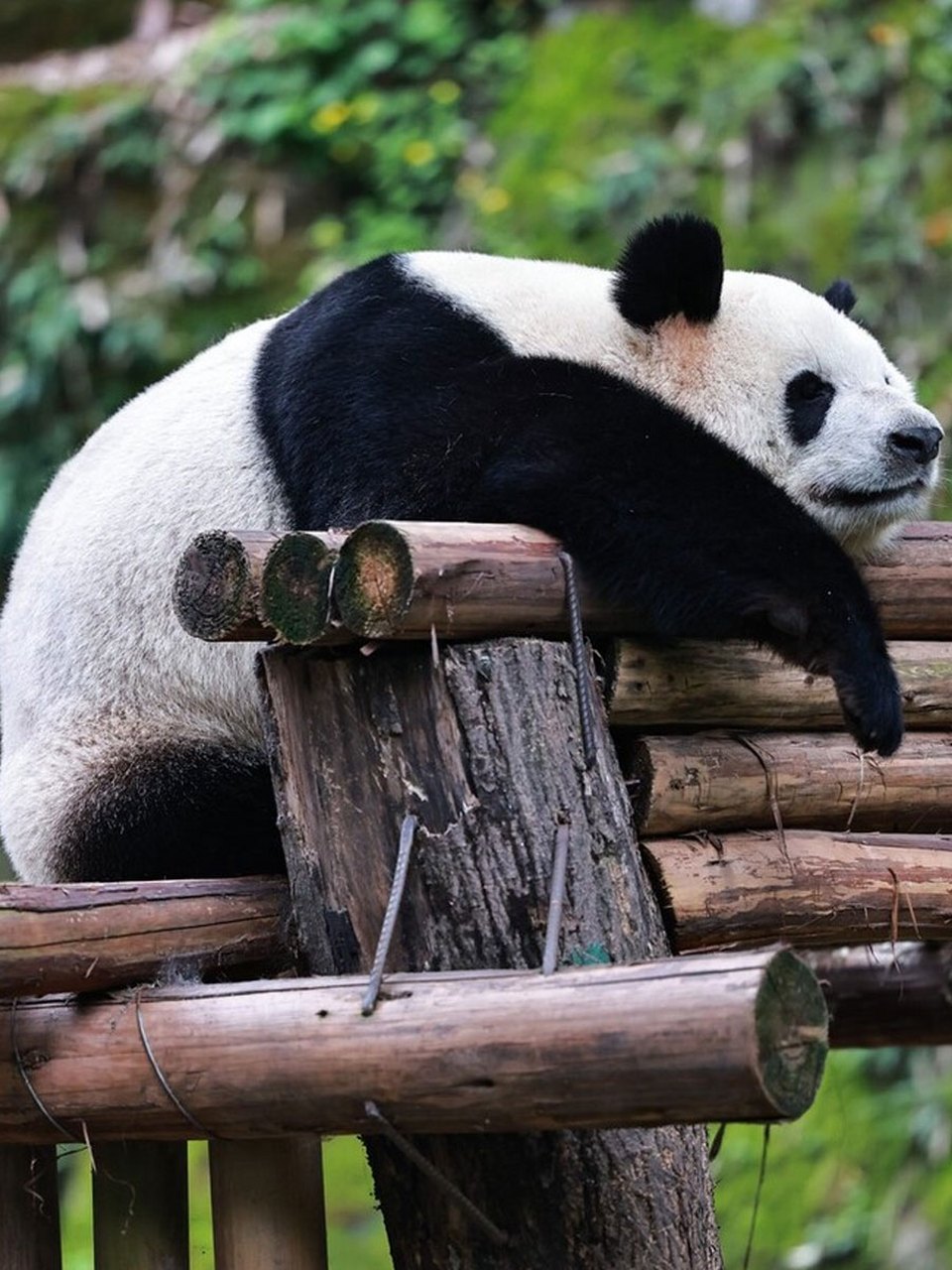 重庆动物园的大熊猫们以其千姿百态的睡姿,成为了众多游客争相观赏的