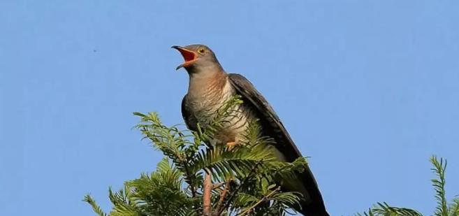 有没有发现每年麦收完成后,布谷鸟的叫声就突然消失了?