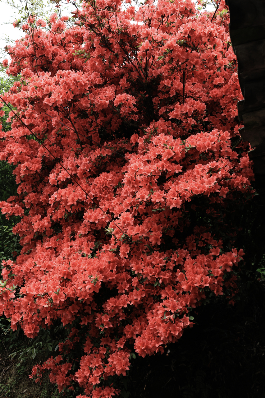 花友张女士外婆家门前,有一棵已经30岁的杜鹃花,花开年年立门前,一树