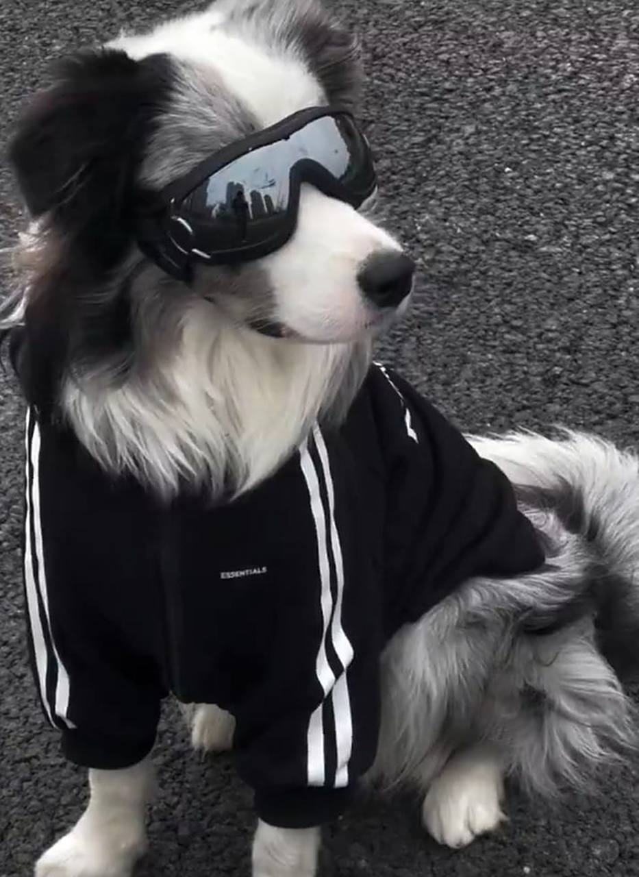 帅是一种感觉 有生之年还能被一直戴眼镜的狗狗帅一脸,就说了帅是一种