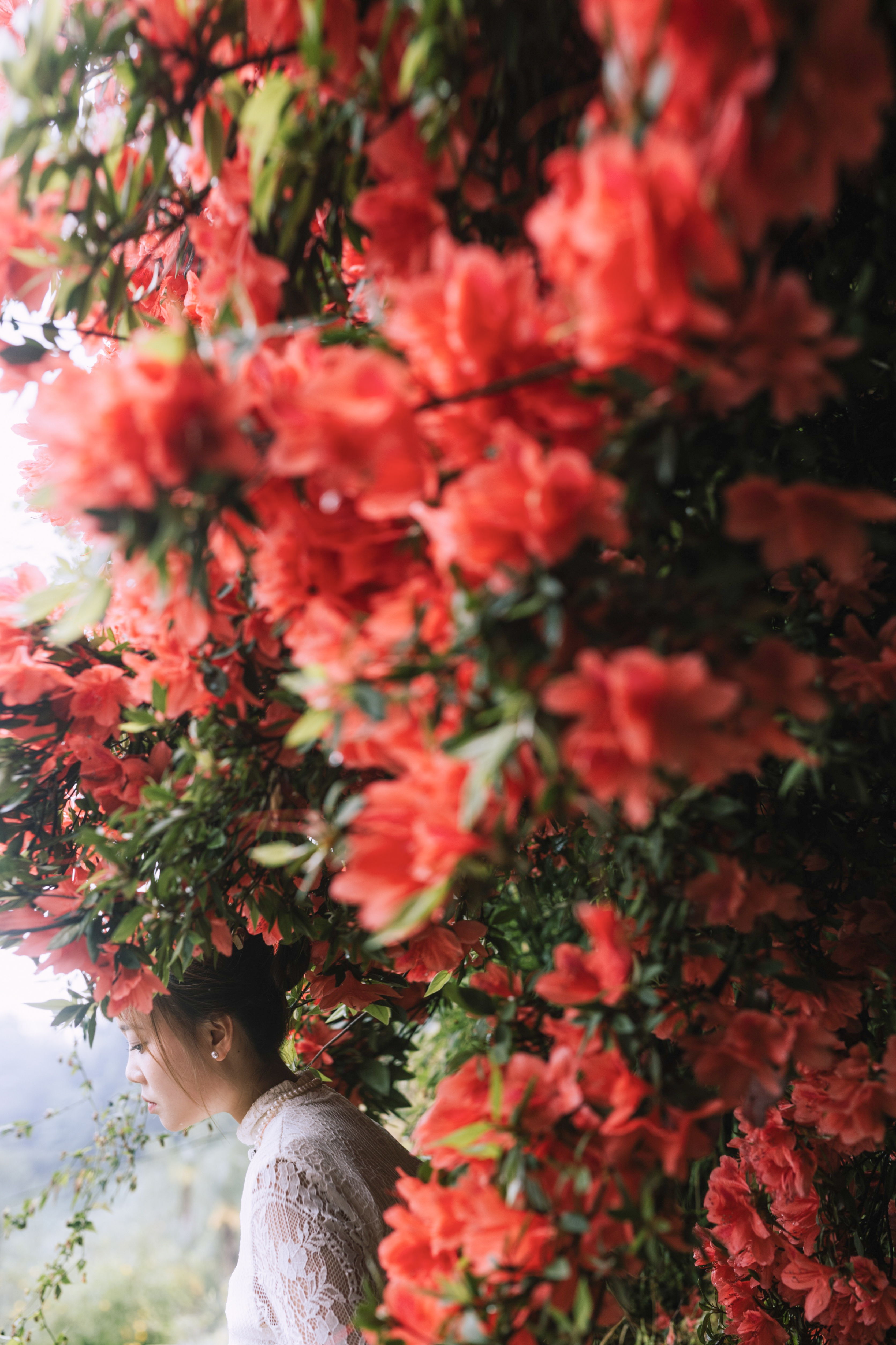 花友张女士外婆家门前,有一棵已经30岁的杜鹃花,花开年年立门前,一树