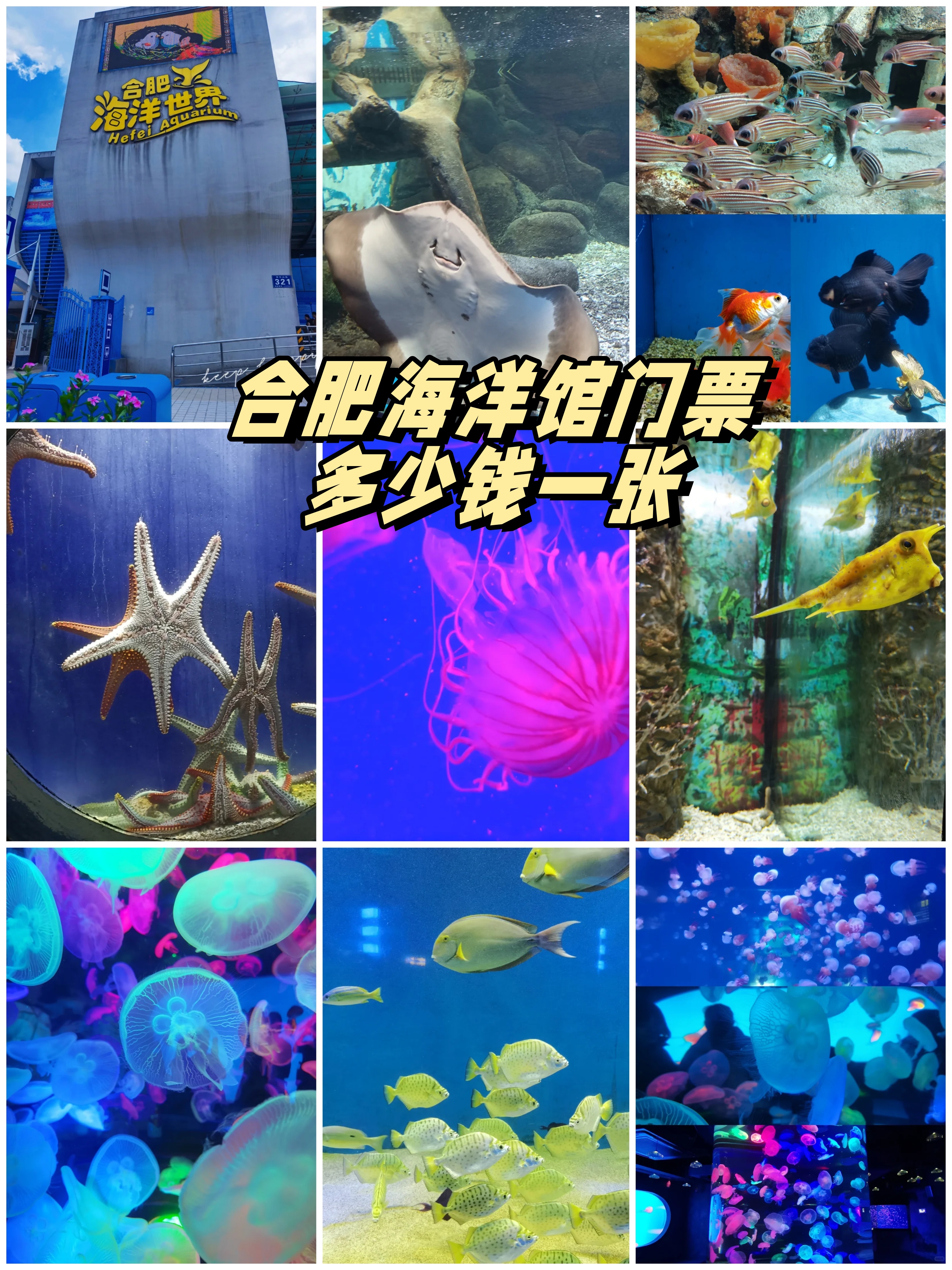 合肥海洋馆门票价格大公开!