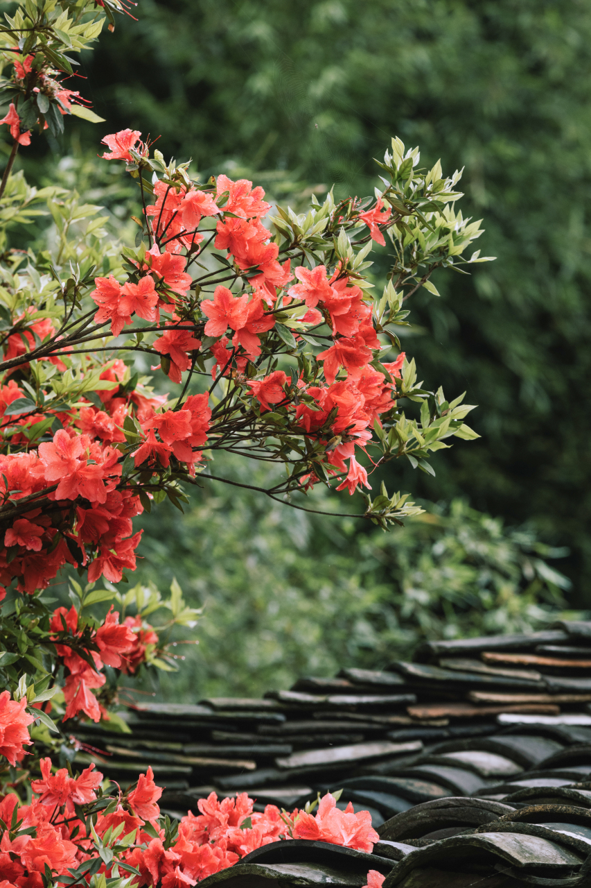 花友张女士外婆家门前,有一棵已经30岁的杜鹃花,花开年年立门前,一树