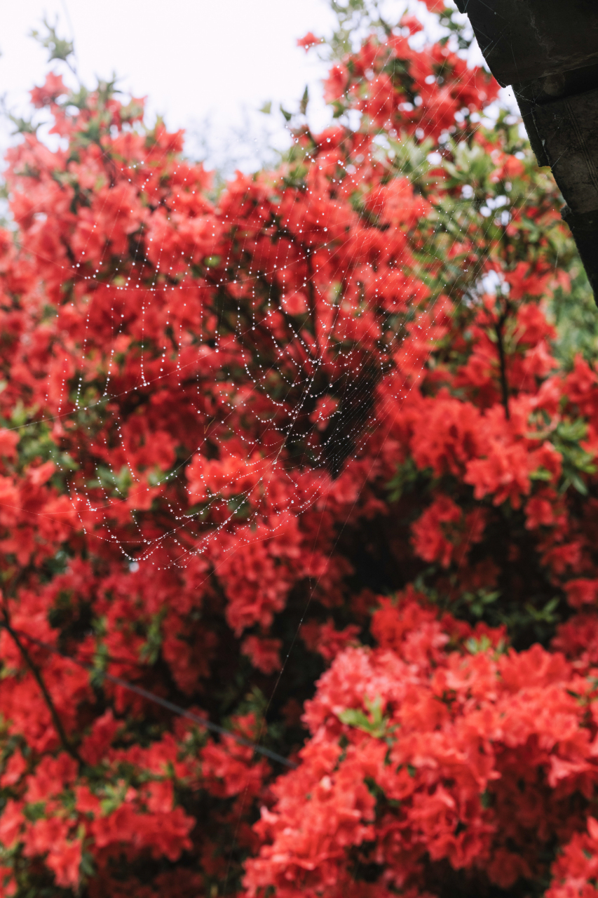 花友张女士外婆家门前,有一棵已经30岁的杜鹃花,花开年年立门前,一树