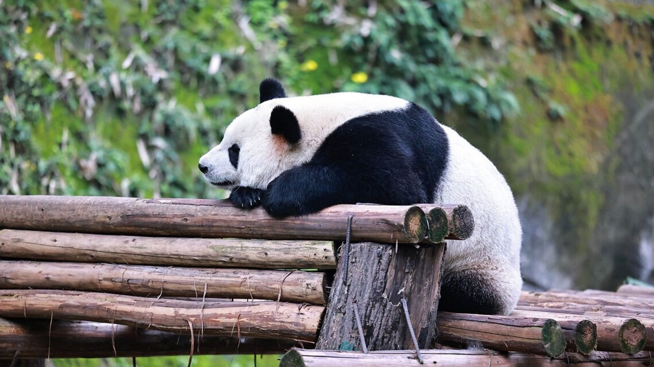 重庆动物园的大熊猫们以其千姿百态的睡姿,成为了众多游客争相观赏的