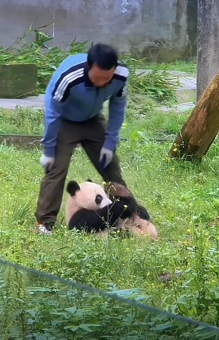 莽小五坐在地上耍赖,想要外公抱着下班,同时还不忘压腿,拉筋,秀一下