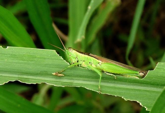 在生物学的世界里,有一种昆虫,它身形玲珑,举世闻名,那就是——蚱蜢