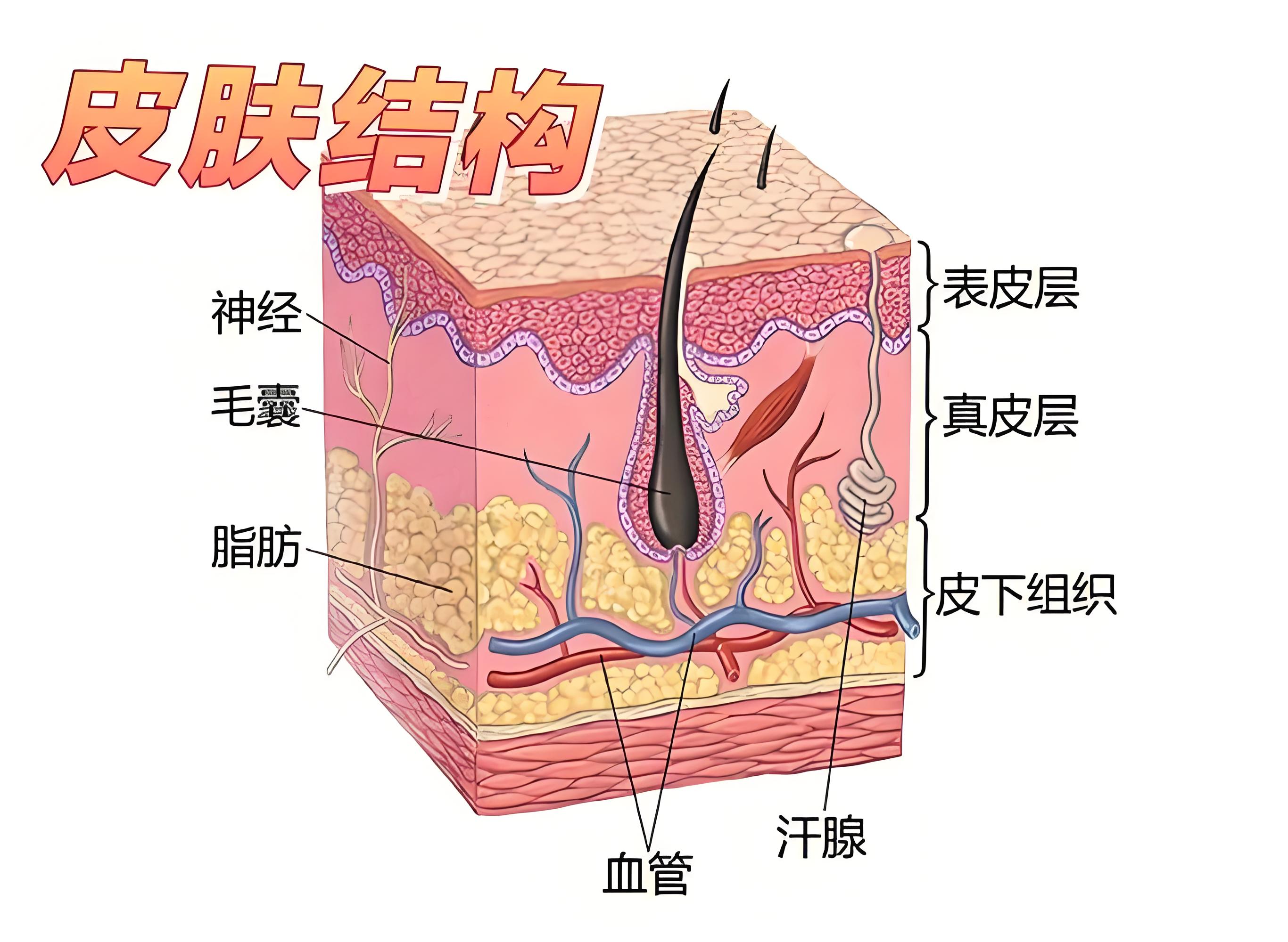 人体表皮细胞结构图图片