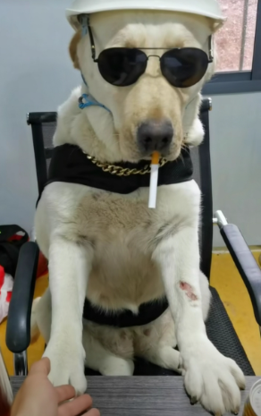 哈哈,今天看到一只狗戴上墨镜,叼着香烟,简直帅呆了!
