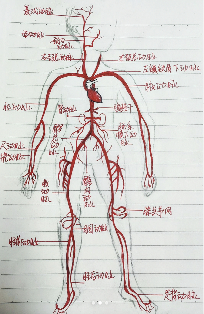 全身最长的浅静脉图片