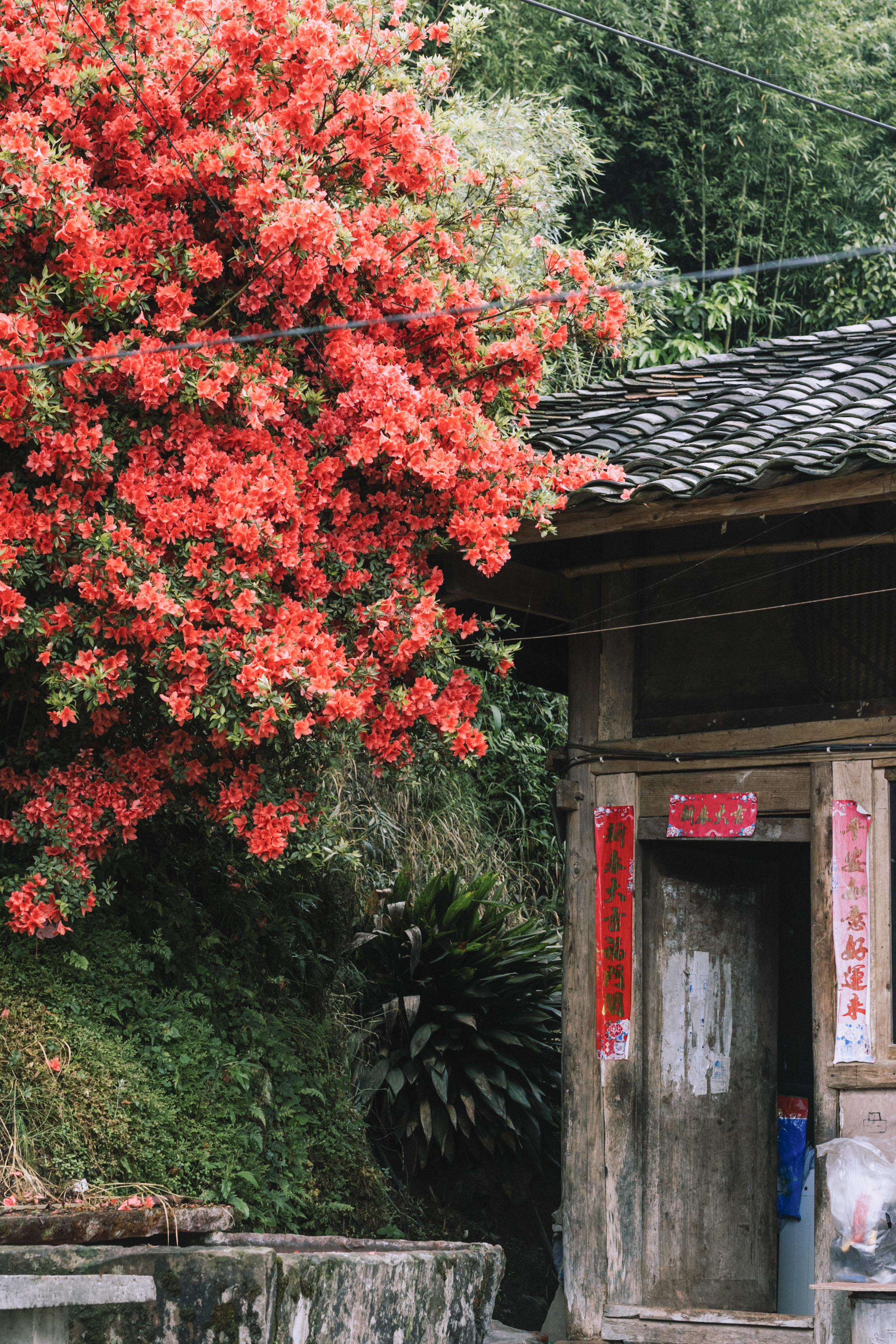 花友张女士外婆家门前,有一棵已经30岁的杜鹃花,花开年年立门前,一树