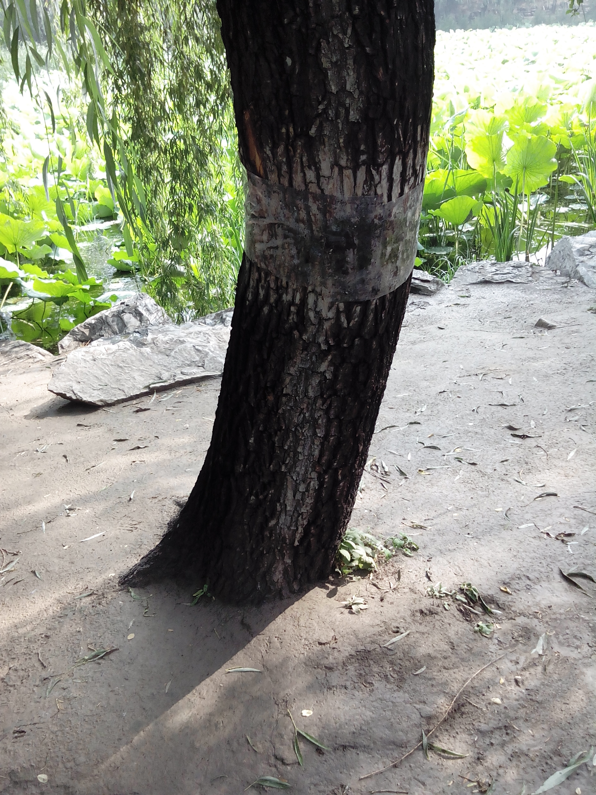 树身上缠这一圈胶带是为啥呢?