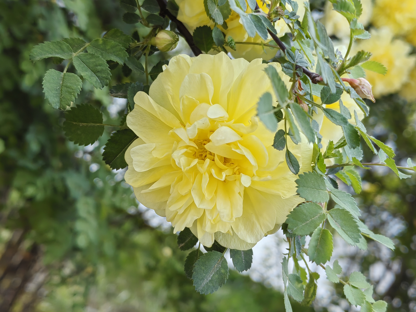 黄刺玫是蔷薇科蔷薇属落叶灌木,小枝无毛,特点是枝条上有皮刺,无针刺