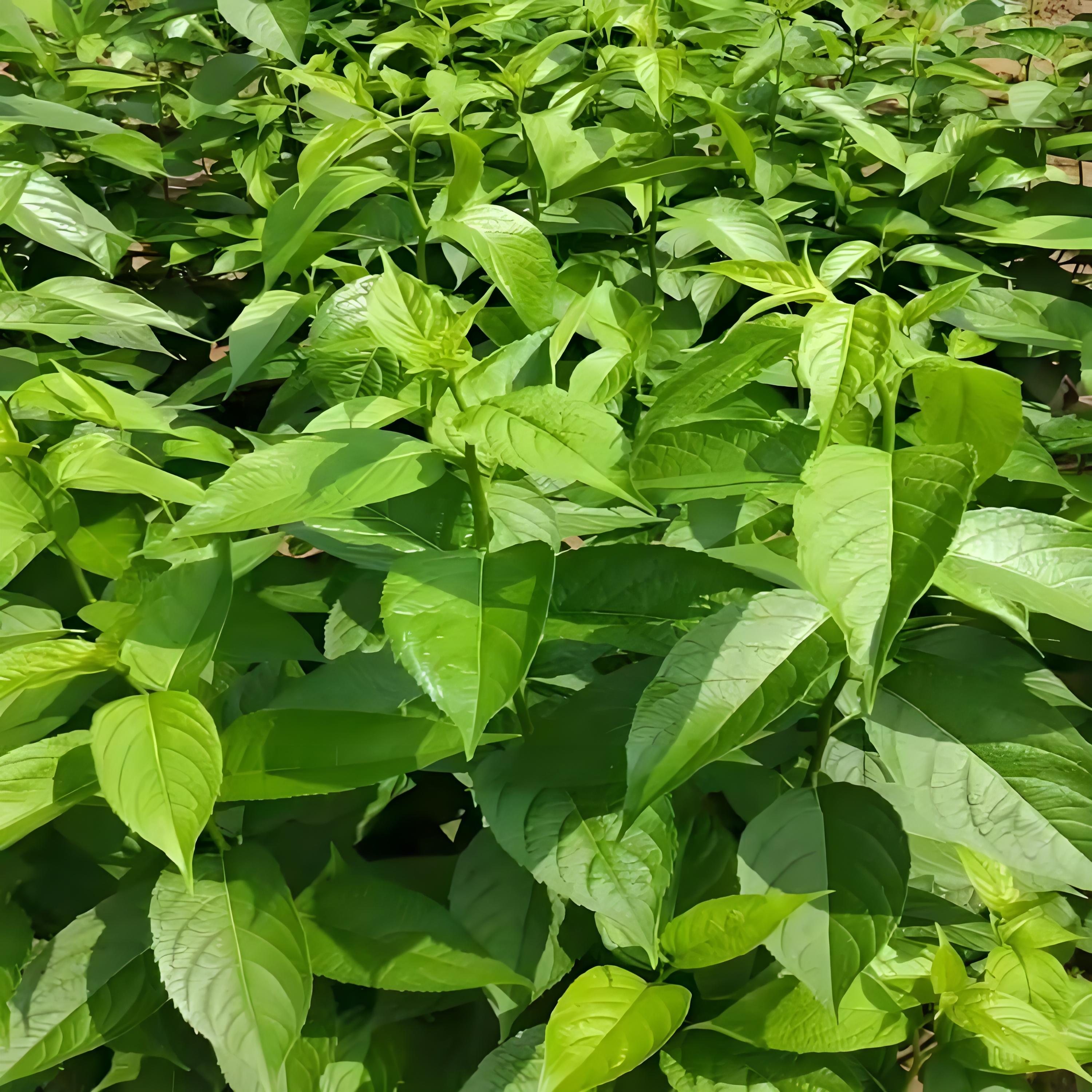 杜仲是常绿还是落叶,盆栽杜仲可以养吗,要注意哪些问题?