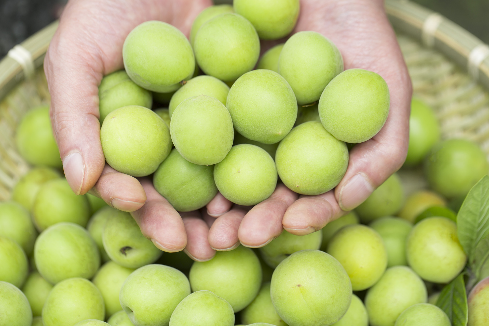 初夏的水果——青梅