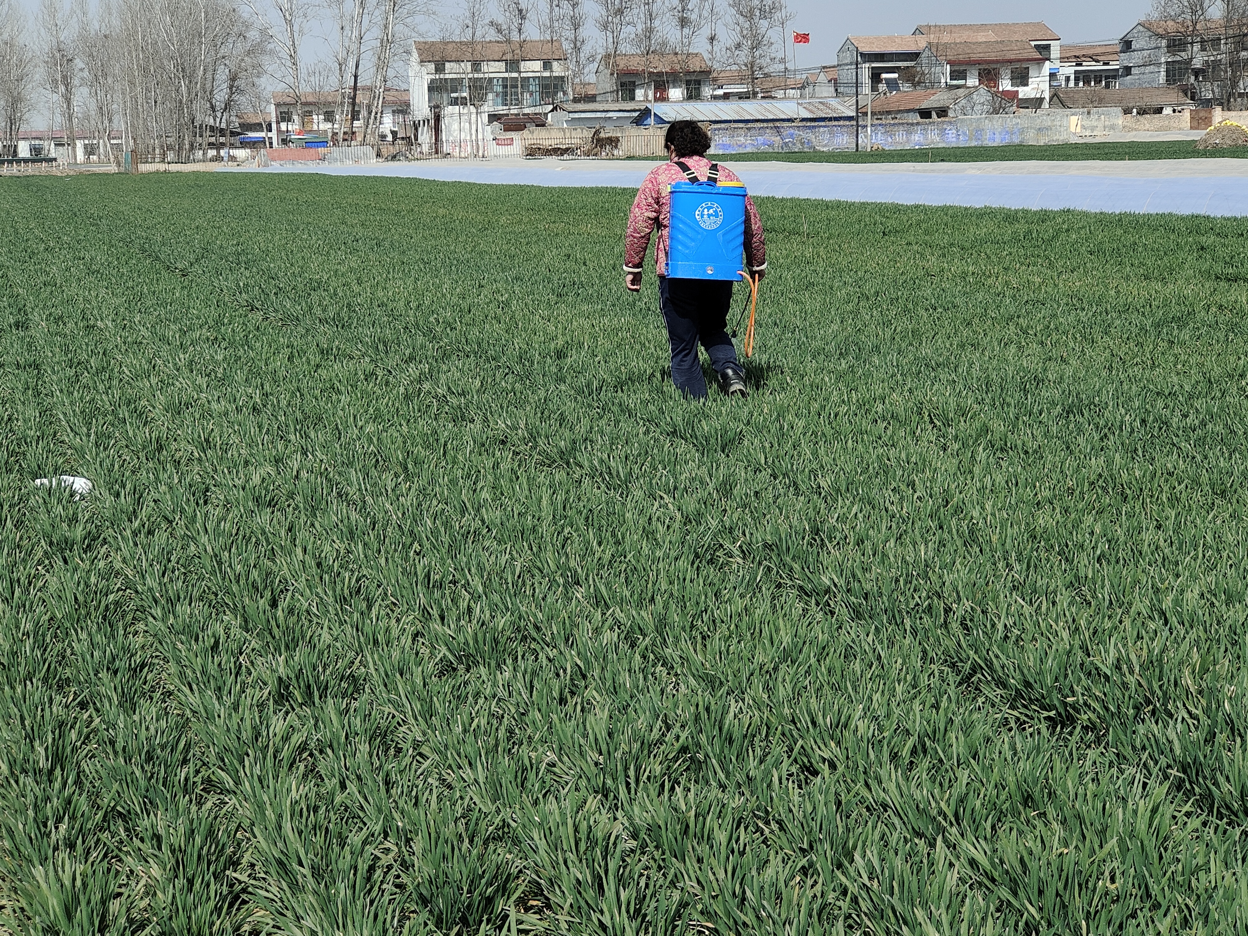 种小麦想高产,记住这几项技术要点