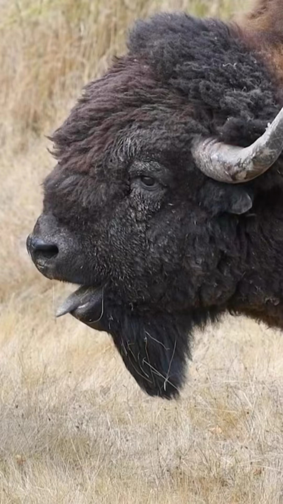 美洲野牛北美洲最大的哺乳动物,看看这脑袋.大归大,面相还挺萌-度小视