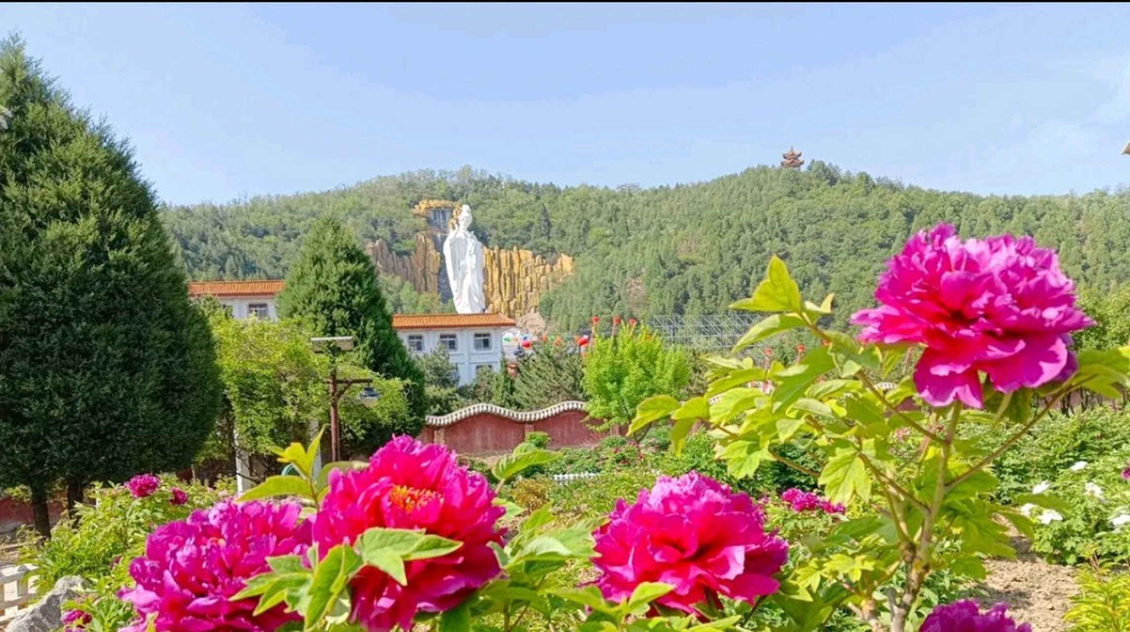 山西临汾:古县第十七届"天下第一牡丹"文化旅游月系列活动已于4月27日