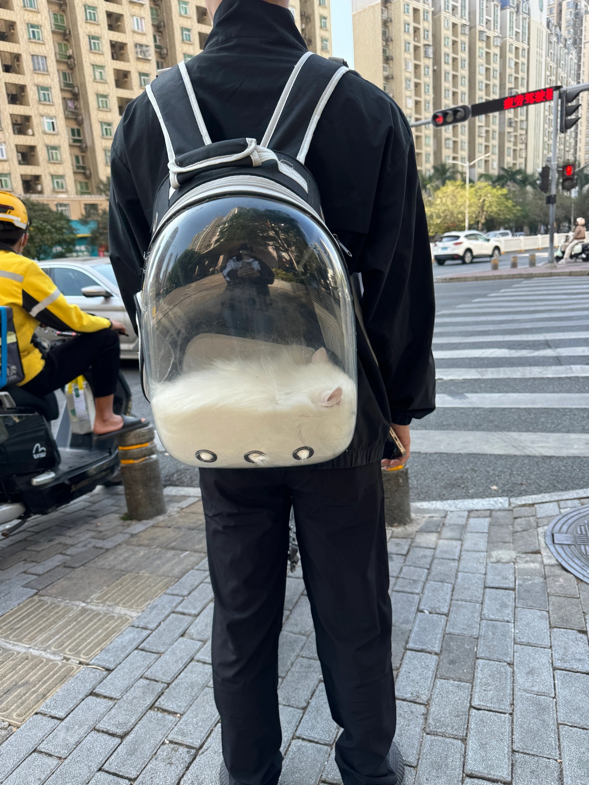 猫果然是液体