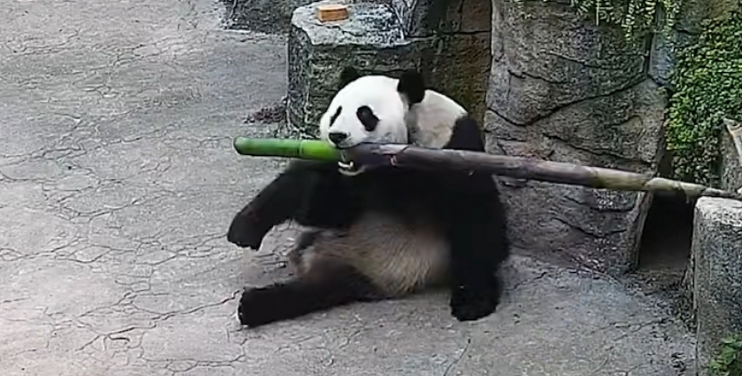 大熊猫吃笋演绎扛炮筒神技