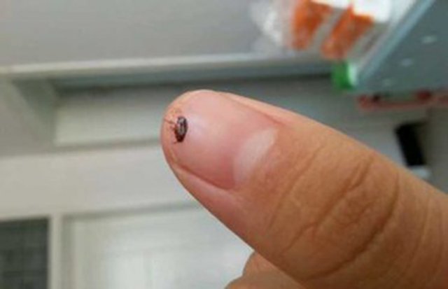 如何有效的消灭跳蚤,6招消灭跳蚤