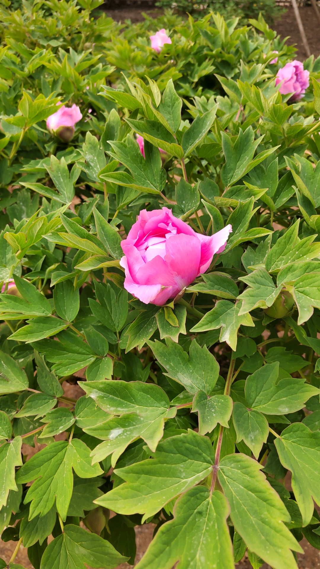 牡丹花蕾含苞欲放0427