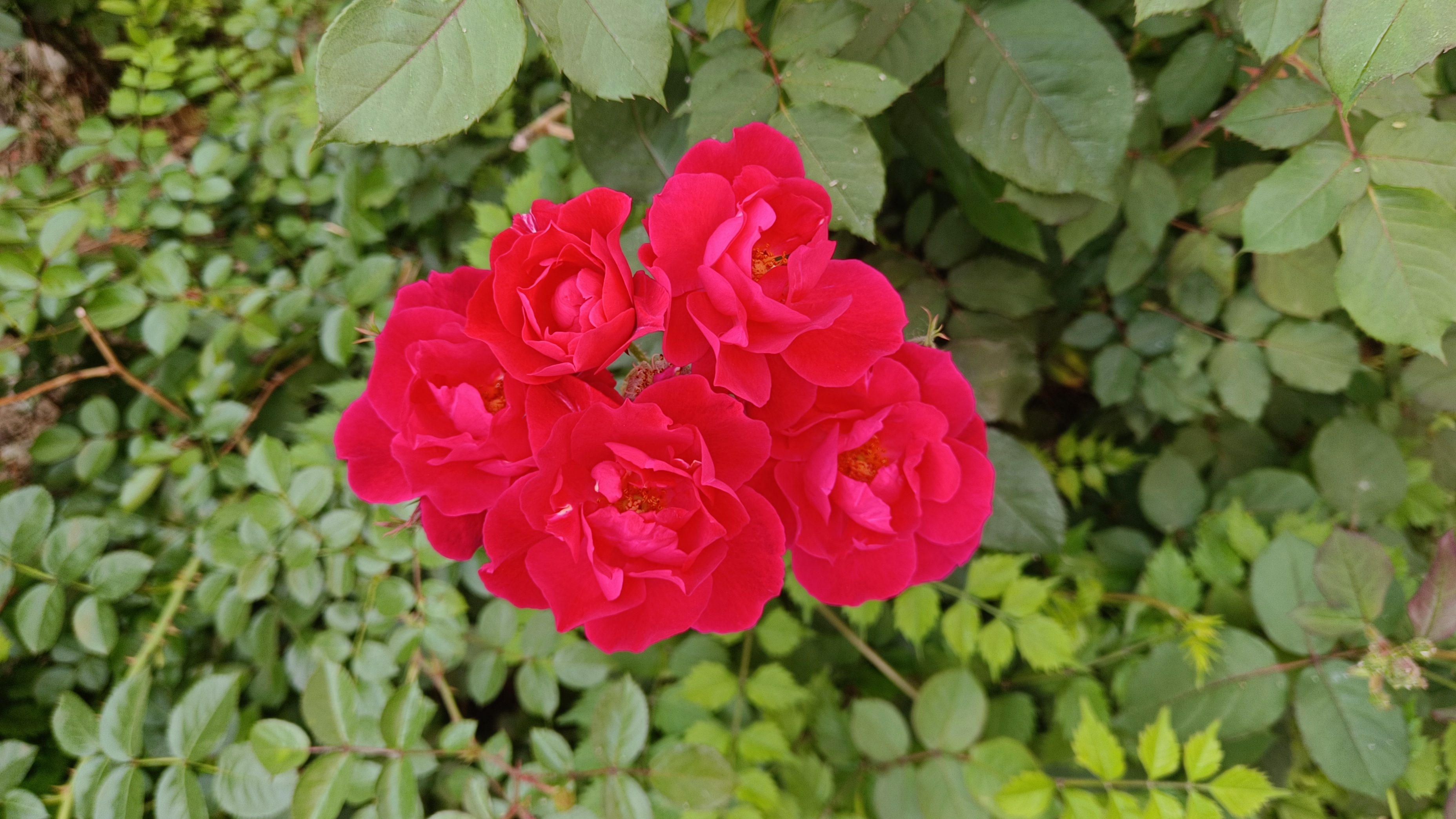 在生活中,谁真心实意,掏心掏肺地对你好,谁就是你的亲人;谁无怨无悔