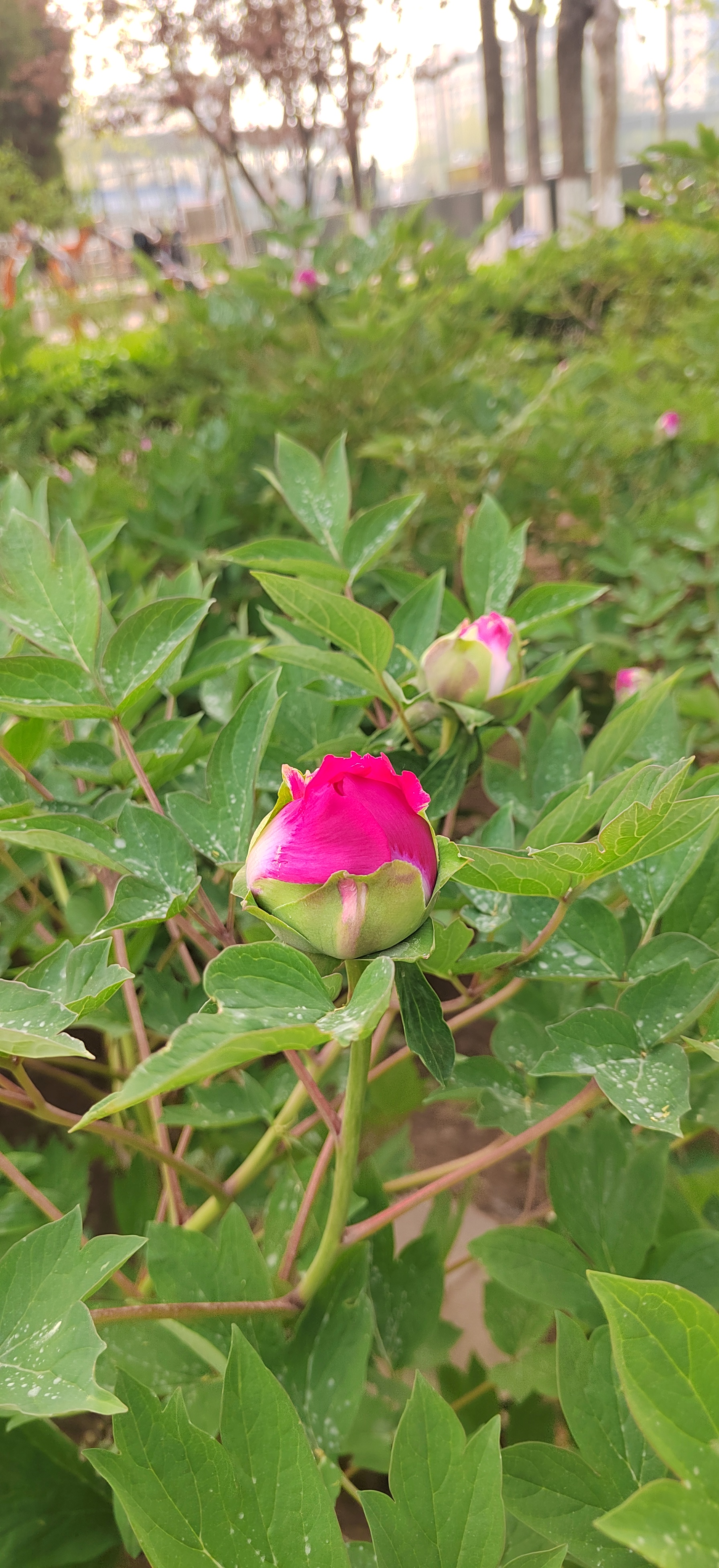 牡丹花蕾含苞欲放0427