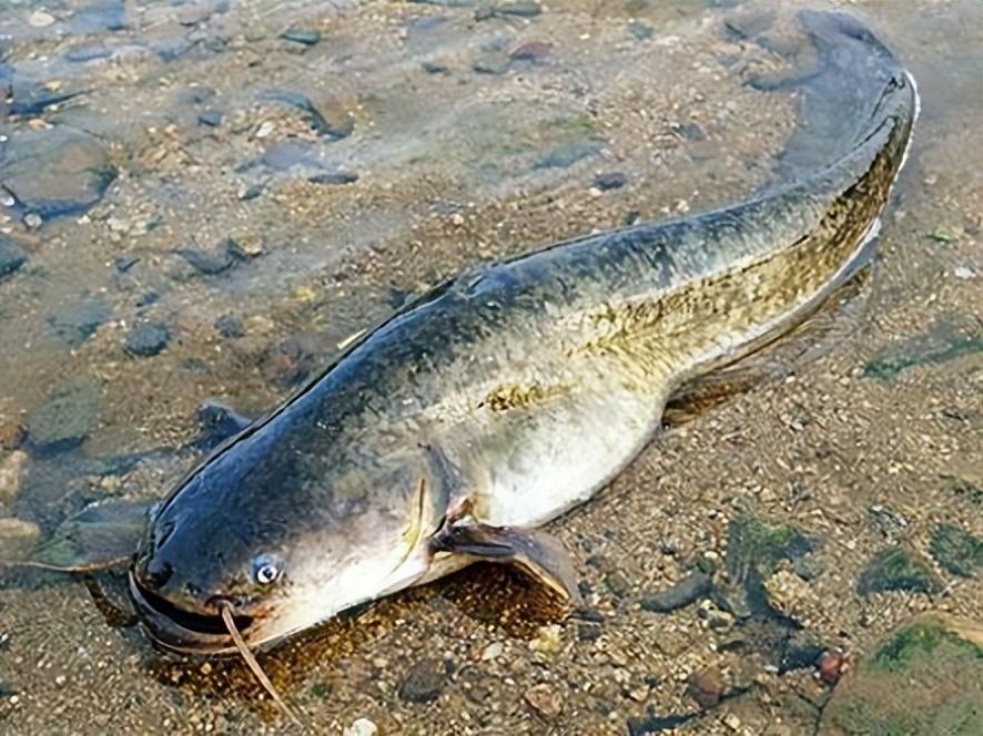 2008年,男子花20万买一条全身受伤的鱼,后靠这条鱼赚到1亿元