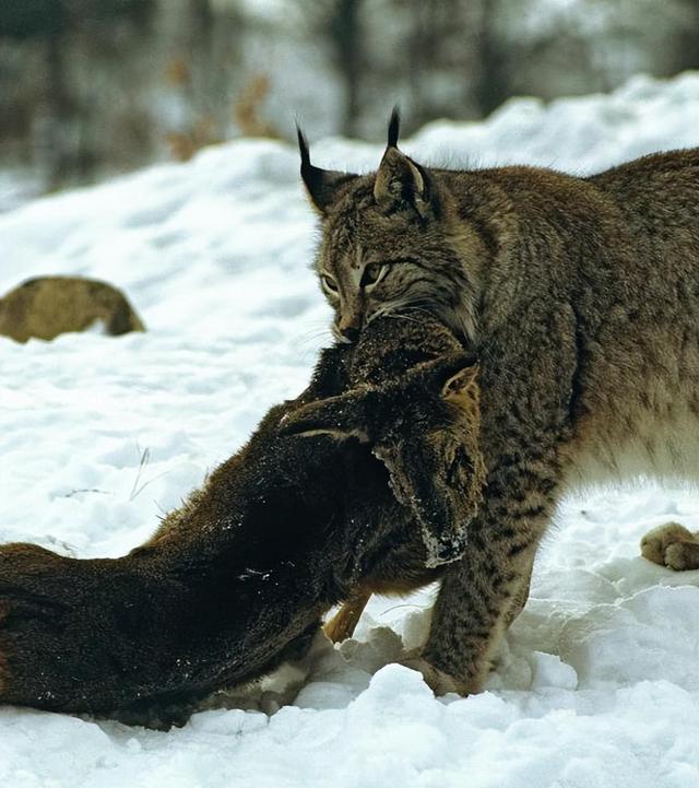 回顾:猞猁反杀狼群?防御无懈可击进攻心狠手辣,杀到断子绝孙!