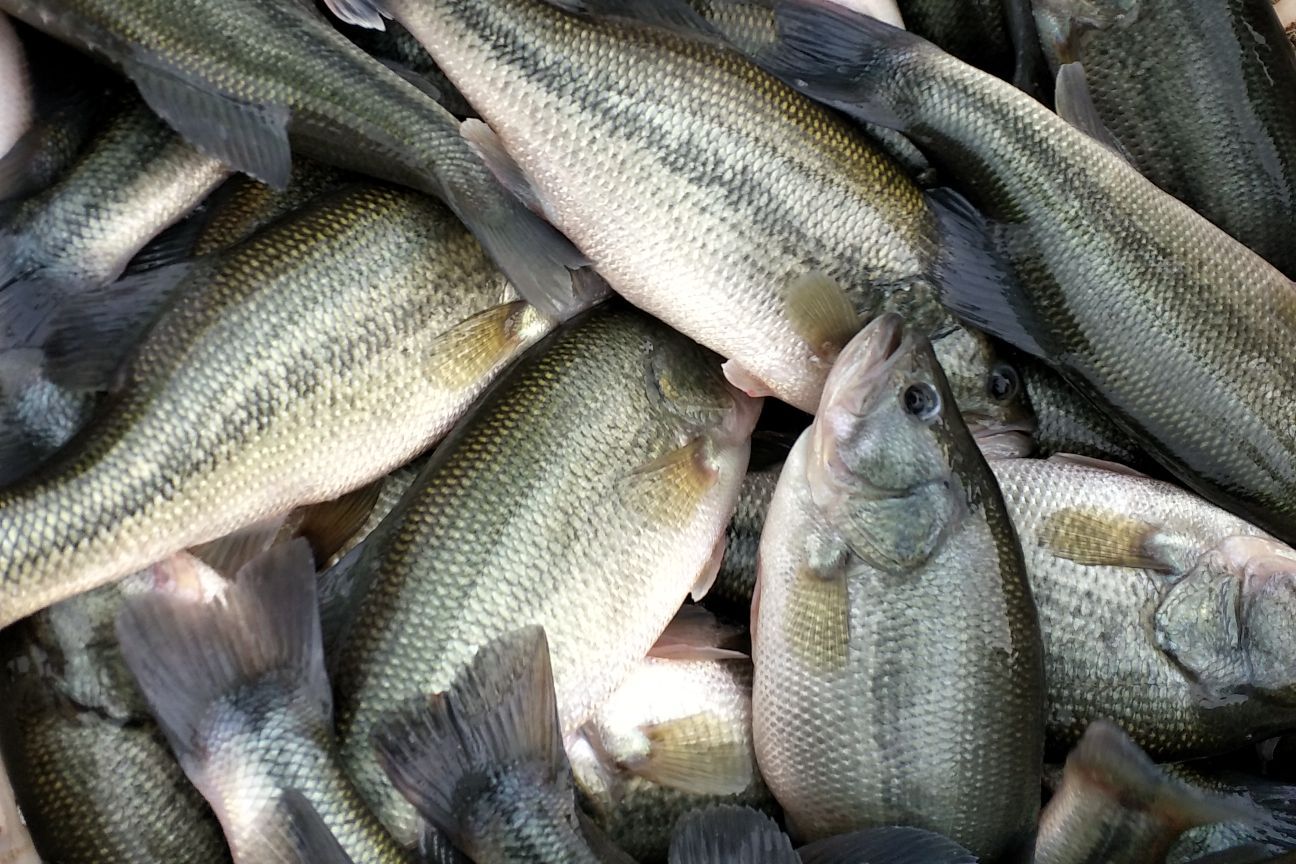 淡水鱼种类繁多,口感各异